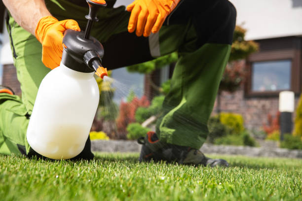 Best Flea Control Services  in Meadows Place, TX