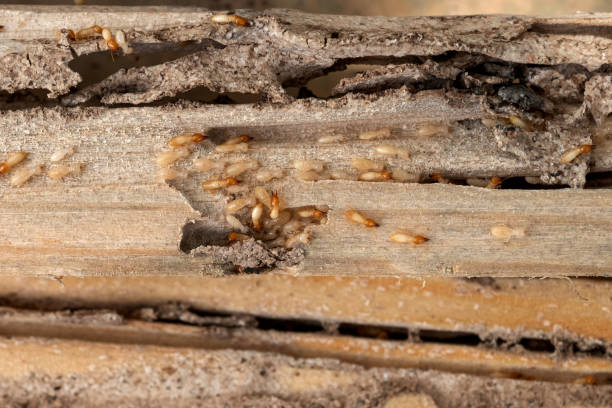Best Best Pest Control Companies  in Meadows Place, TX